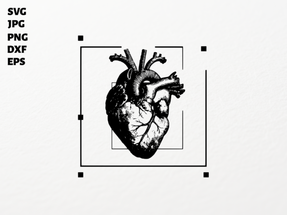 Download Human Heart Organ SVG for Cricut Clipart - Premium Resources